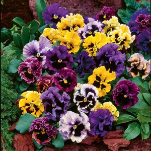 Виола- девичий цветок или Анютины глазки в Вашем саду